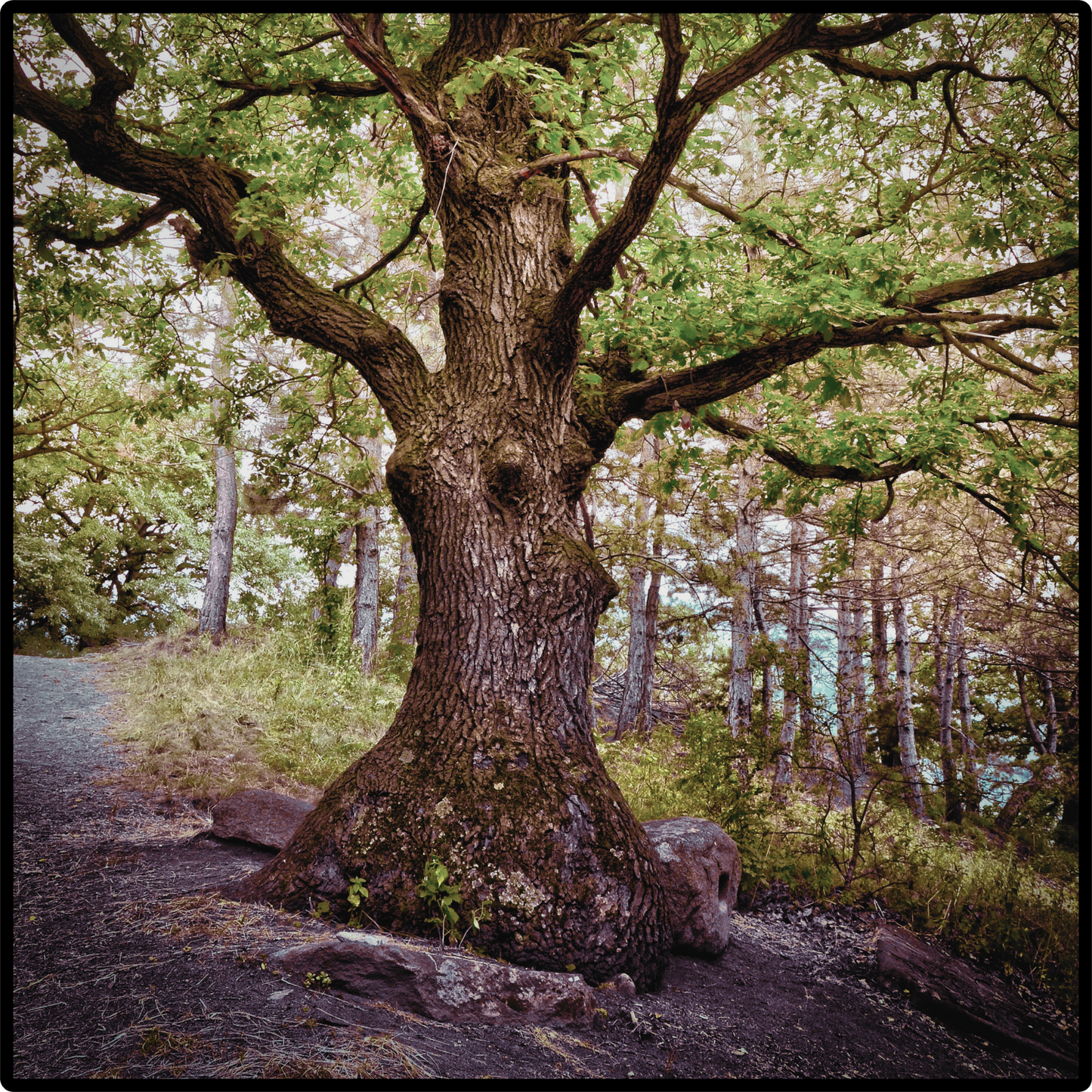 Oakmoss absolute oil