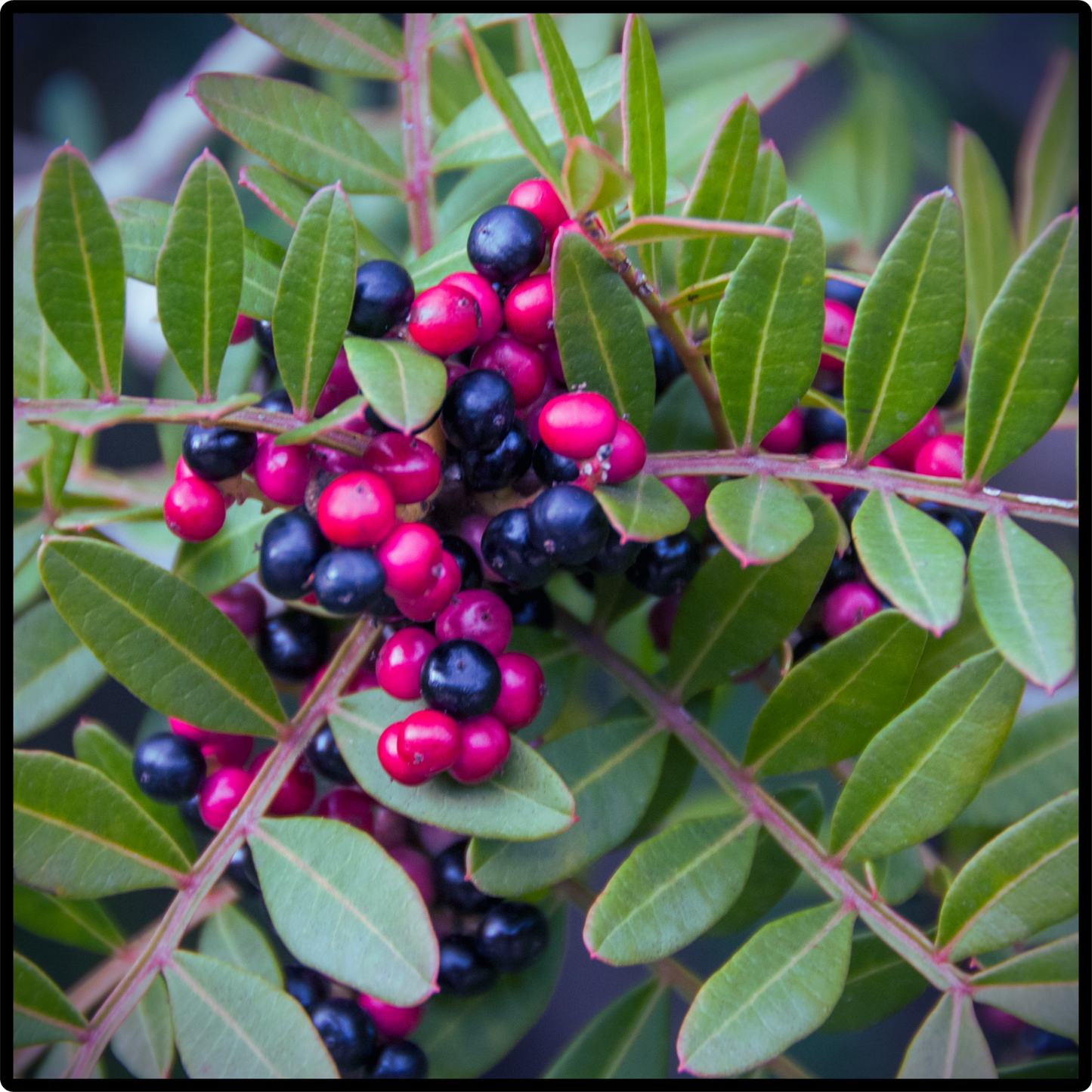 Lentisque leaf (mastic) essential oil-Pistacia lentiscus