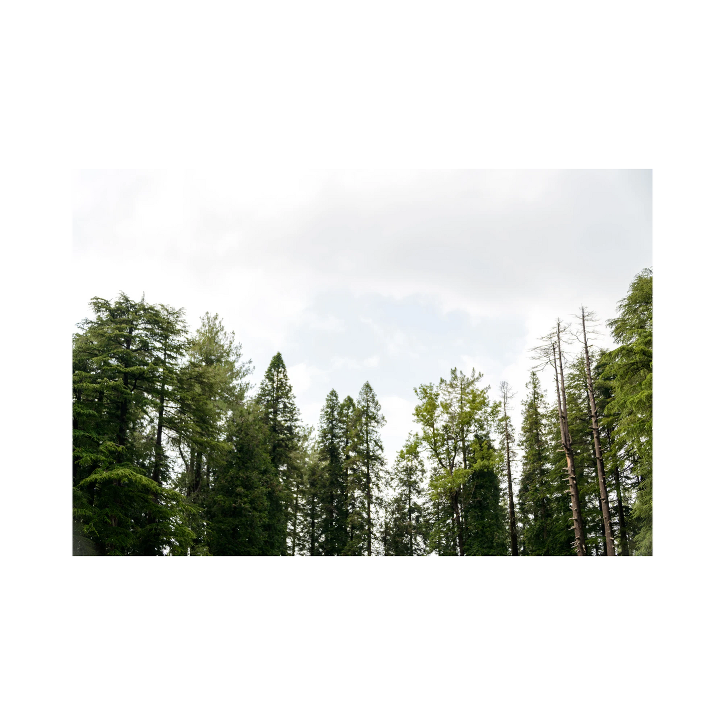 Scots pine essential oil-Pinus sylvestrus