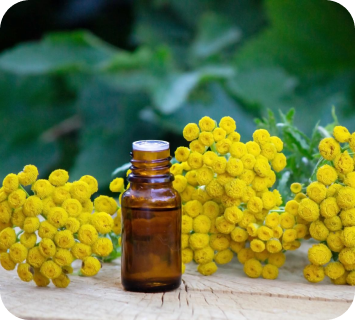 Yarrow essential oil - Achillea Millefollium