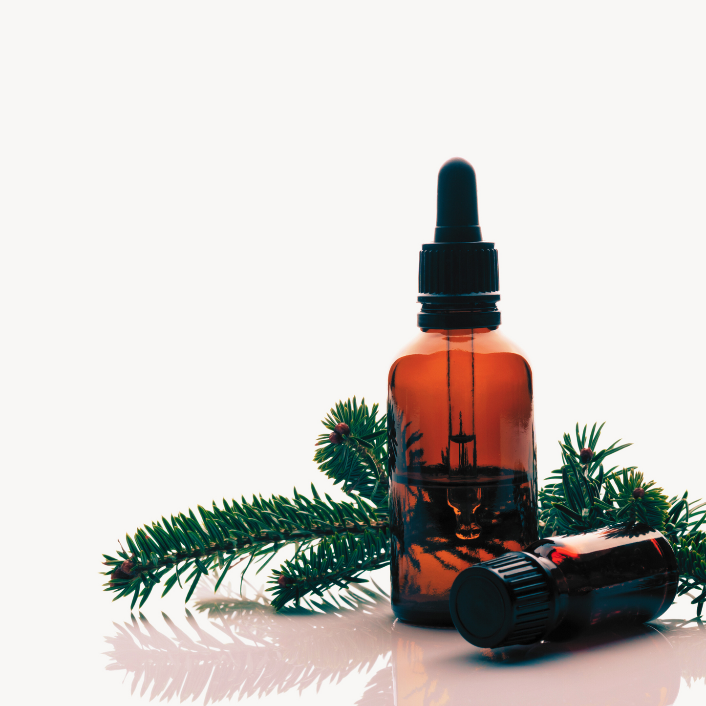 Black spruce essential oil