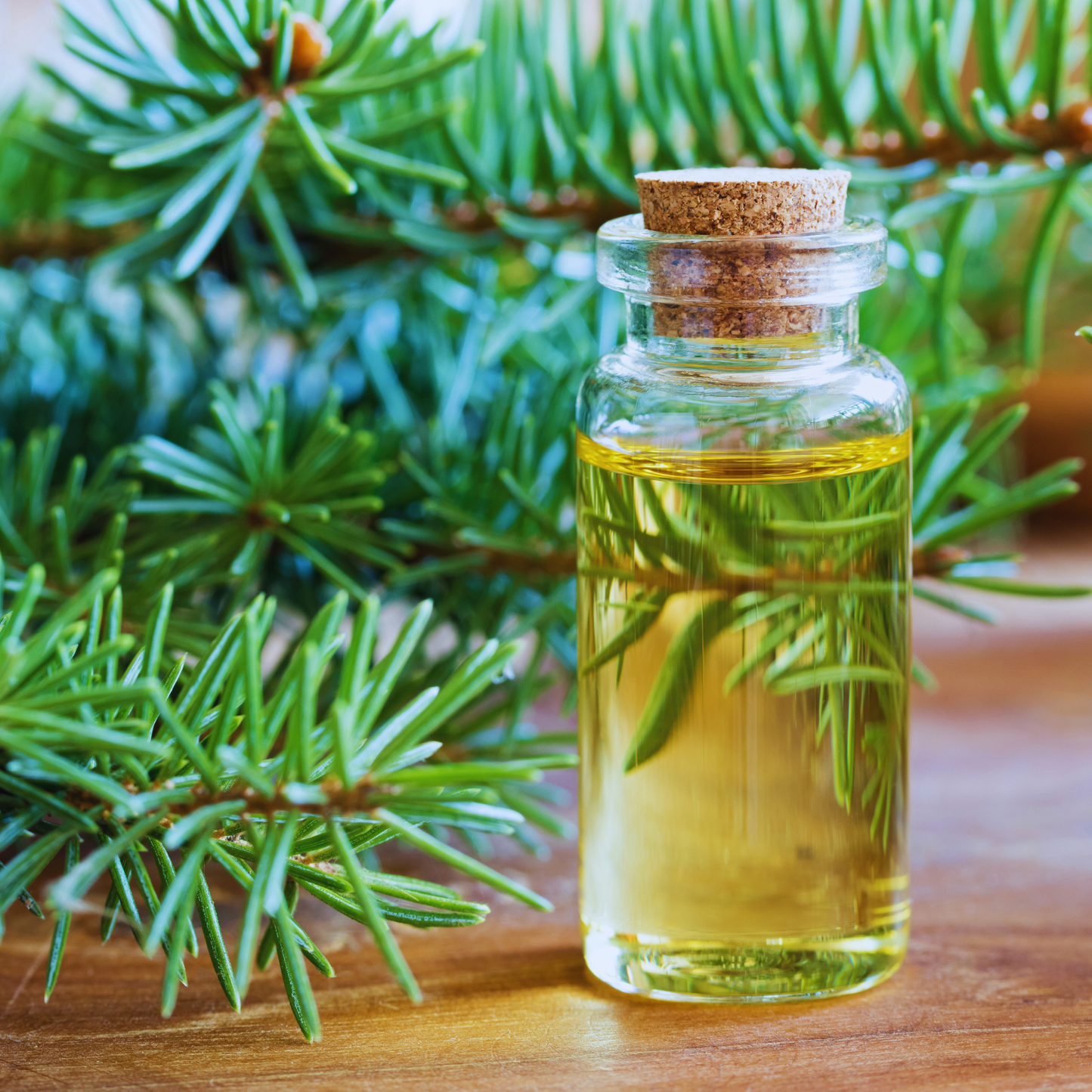 White spruce essential oil
