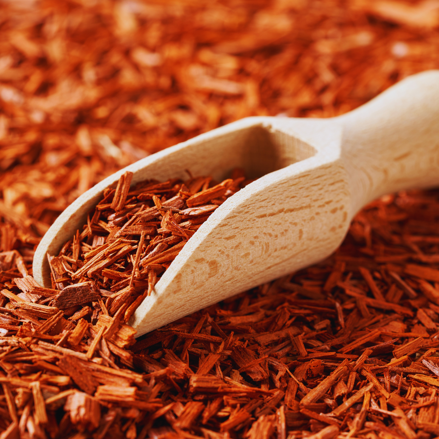 Sandalwood powder- Red