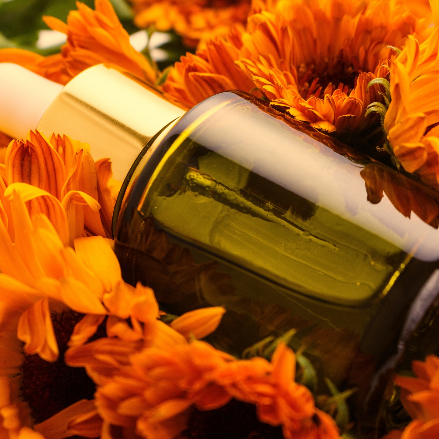 Arnica carrier oil - Arnica Montana