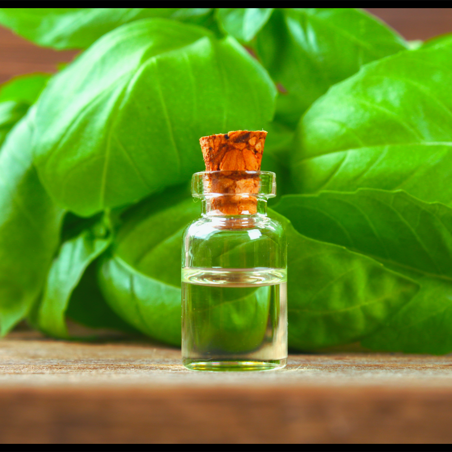Basil essential oil-Ocimum basilicum