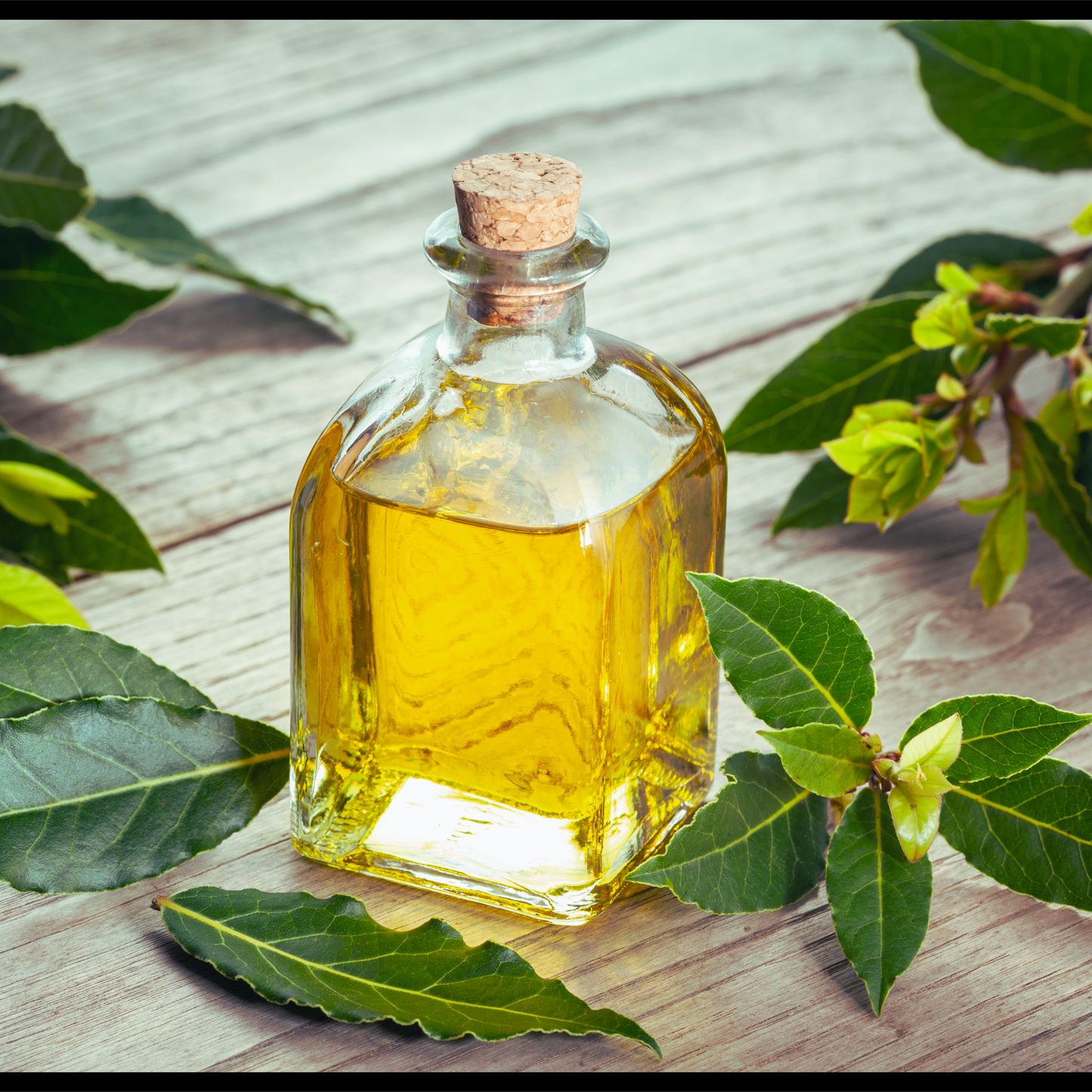 Bay laurel essential oil-Laurus Nobilis