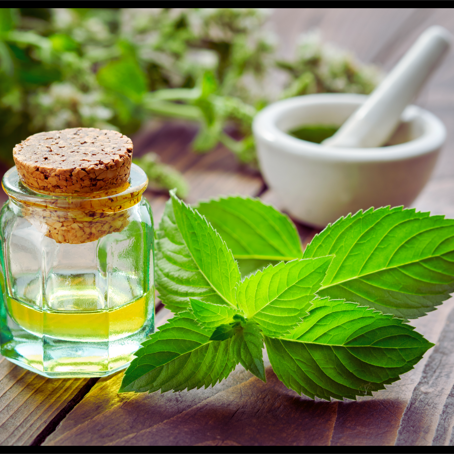 Bergamot mint (citrata) essential oil - mentha citrata