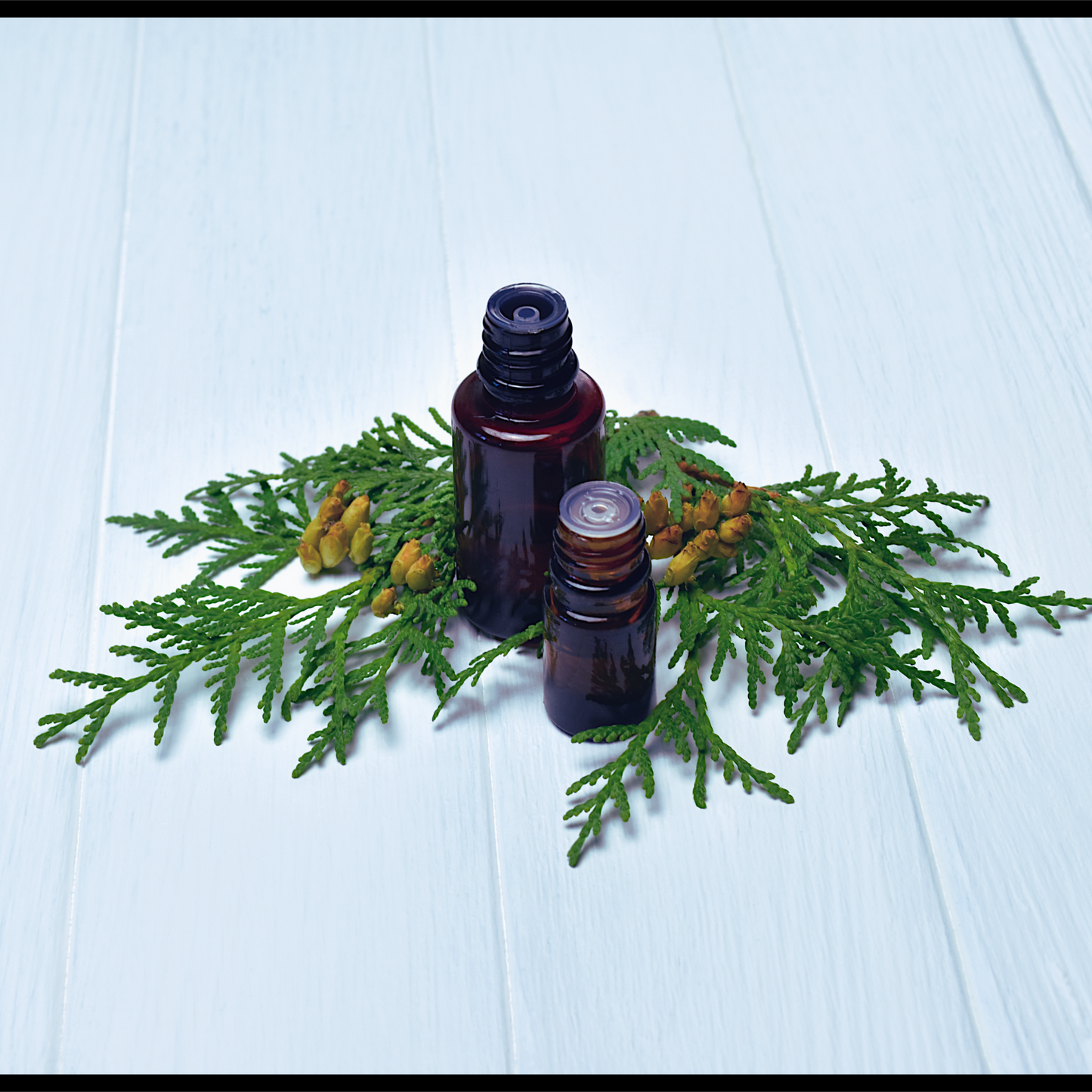 Cedar leaf (thuja) essential oil-thuja occidentalis