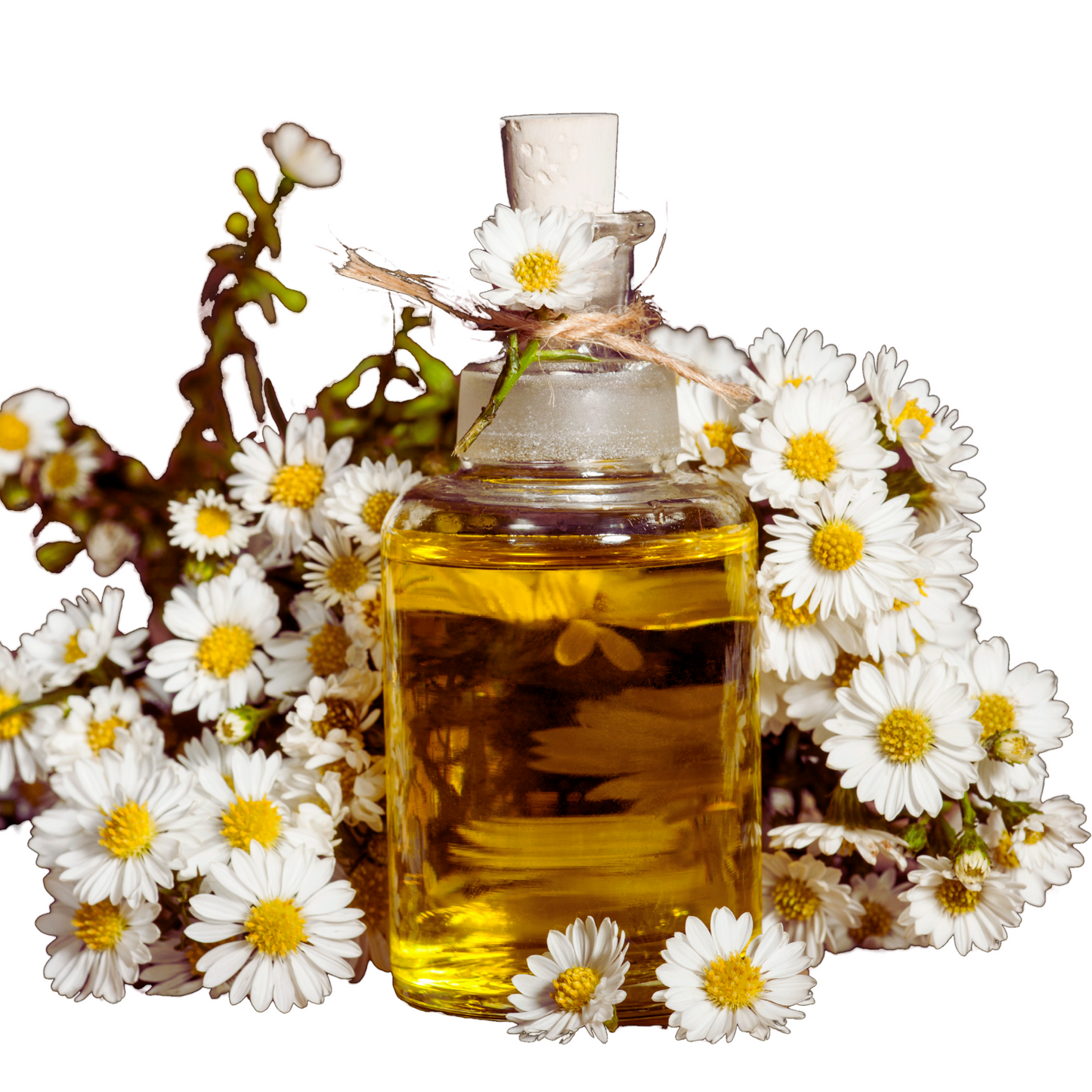 Roman Chamomile essential oil-chamaemelum nobile