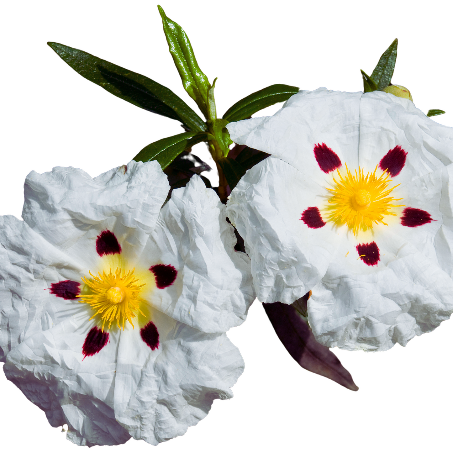 Cistus (Rockrose) essential oil-cistus ladaniferus