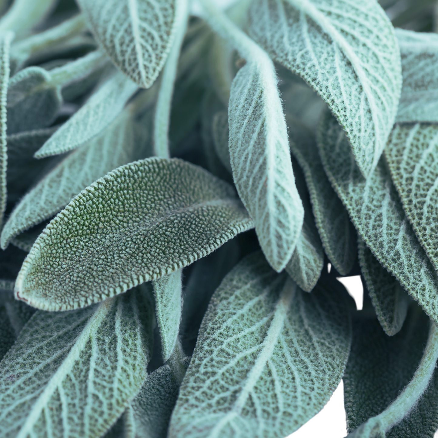 Common Sage (Dalmatian Sage) essential oil-salvia officinalis