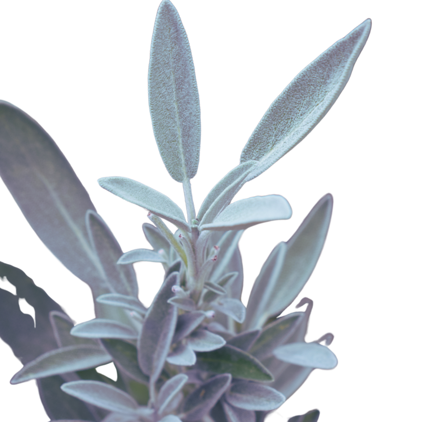 White sage essential oil-Salvia apiana