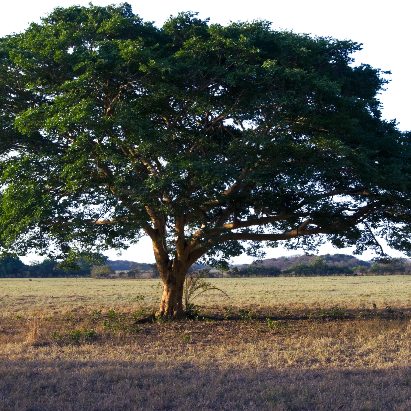 Copaiba balsam essential oil-copaifera officinalis