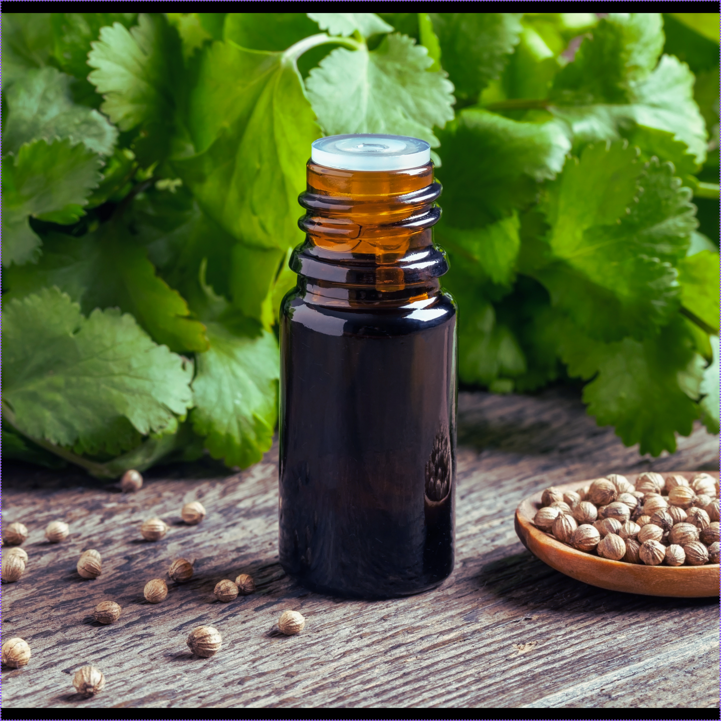 Coriander essential oil-coriandrum sativum