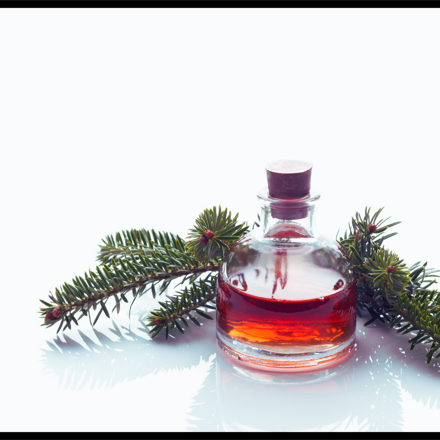 Engelmann spruce essential oil-picea engelmanii