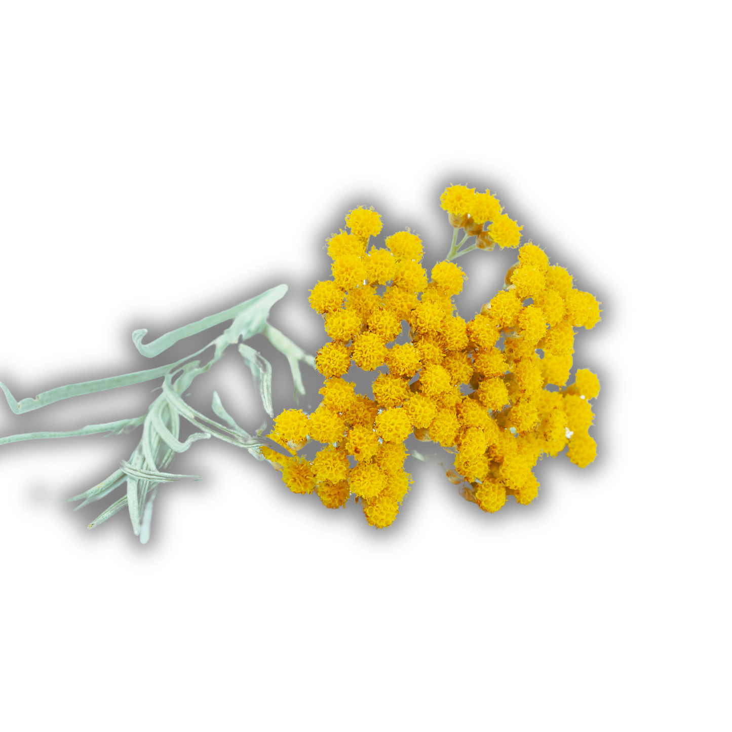 Helichrysum essential oil-Helichrysum italicum