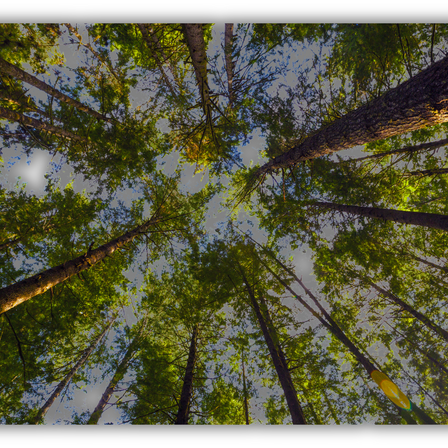 Hemlock spruce essential oil-Tsuga canadensis