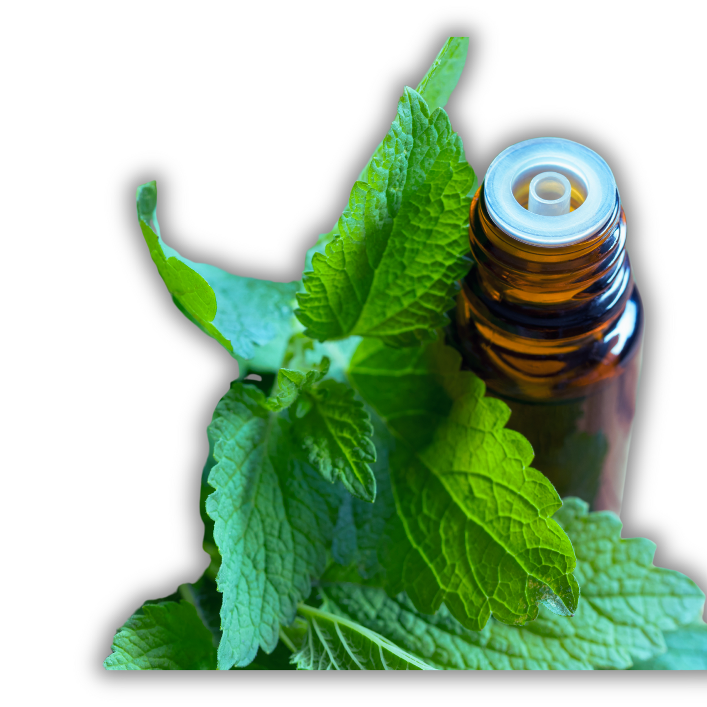 Melissa (lemon balm) essential oil-Melissa officinalis