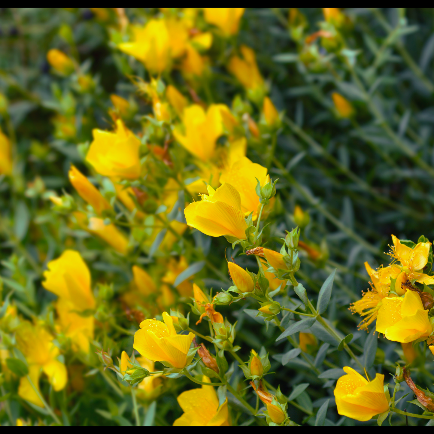 Mugwort essential oil-Artemisia vulgaris