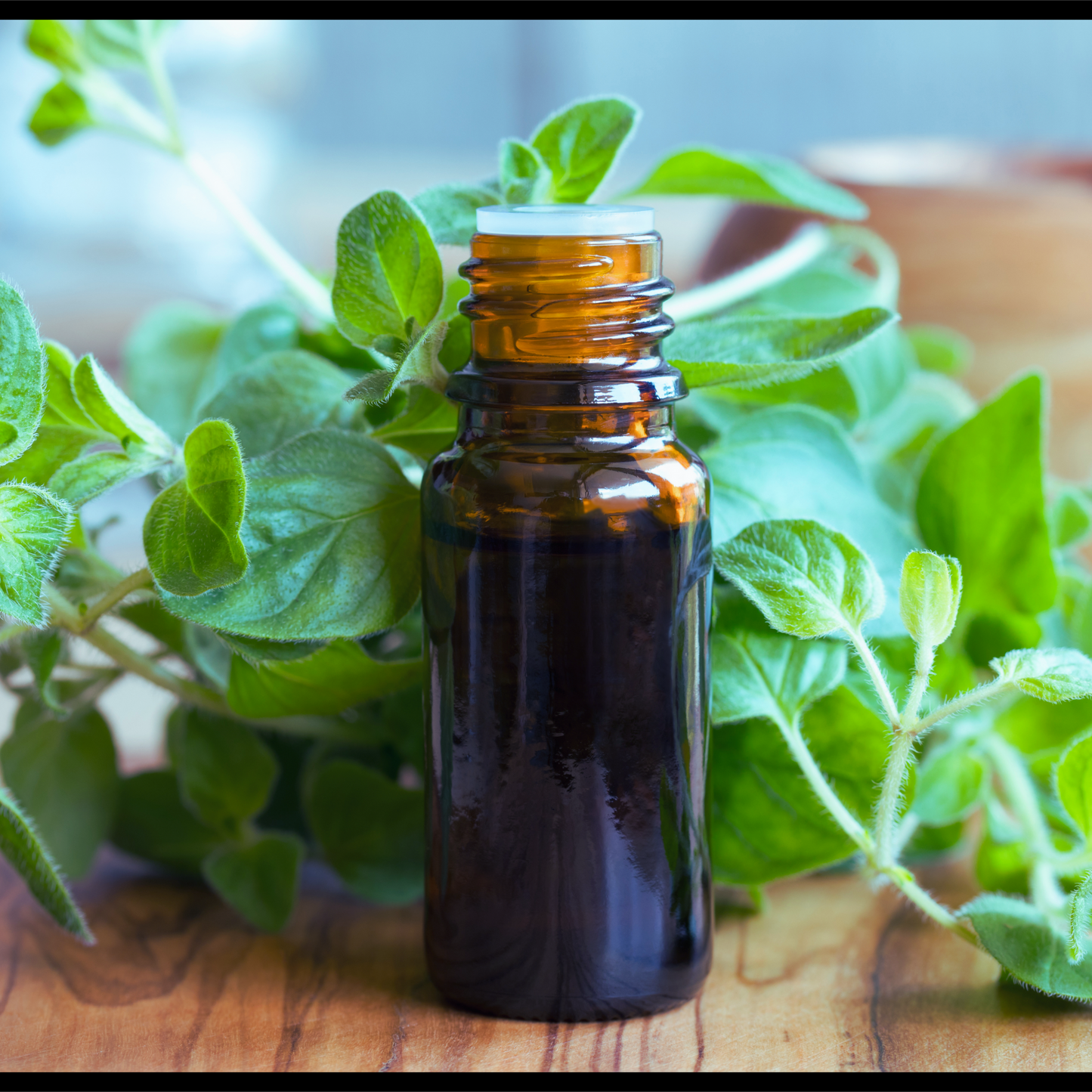Oregano essential oil-Origanum essential oil