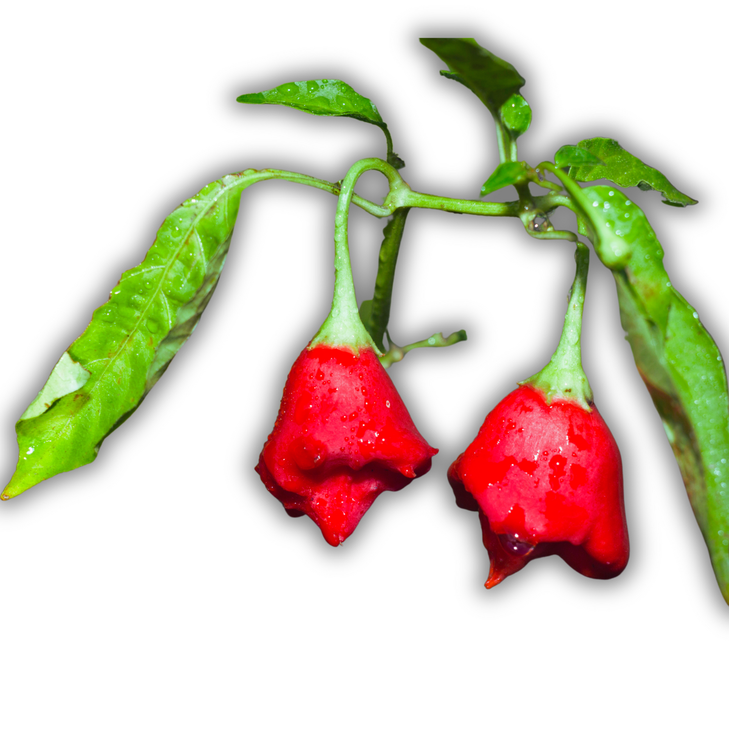 Pimento leaf essential oil-Pimento dioica