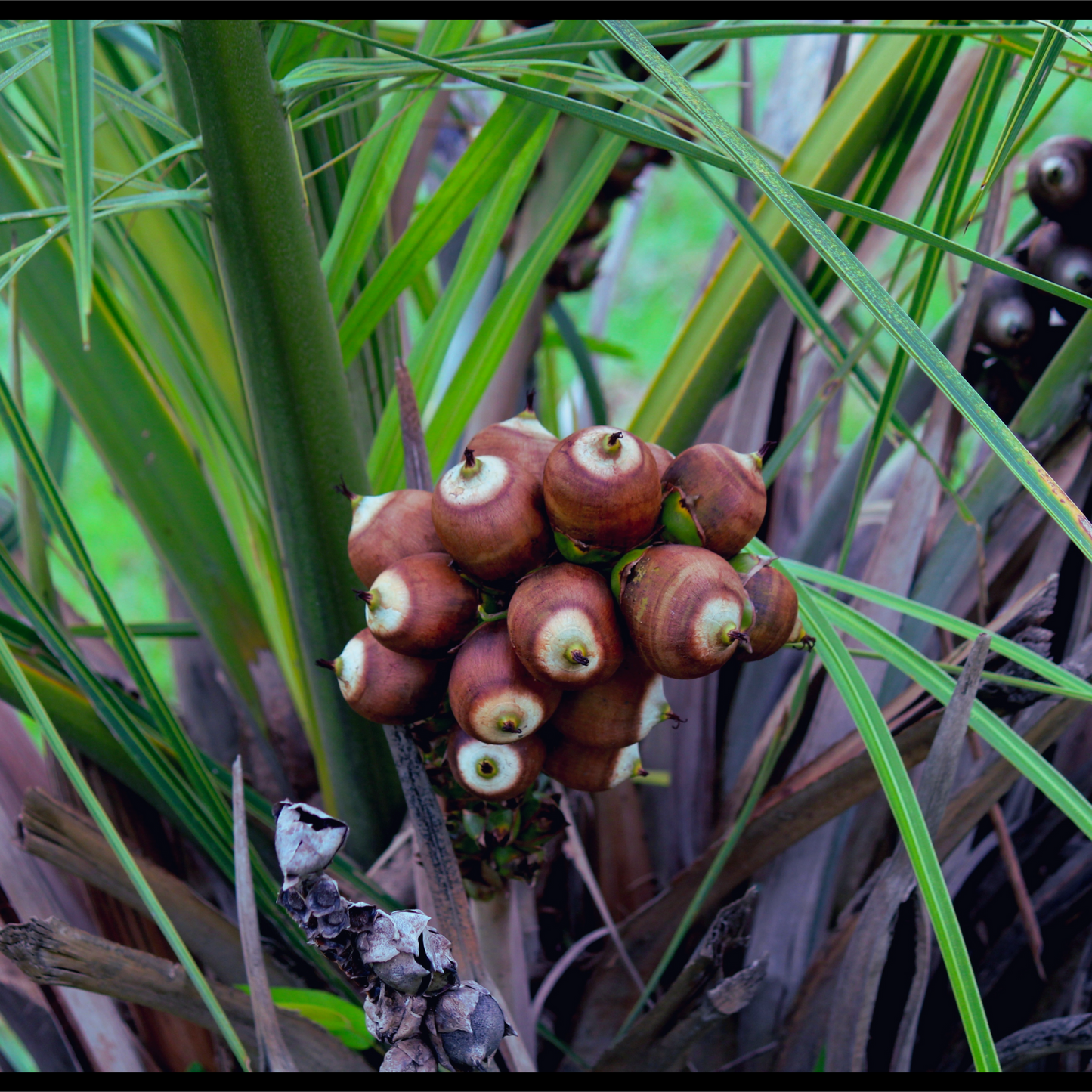 Babassu oil-Orbignya oleifera