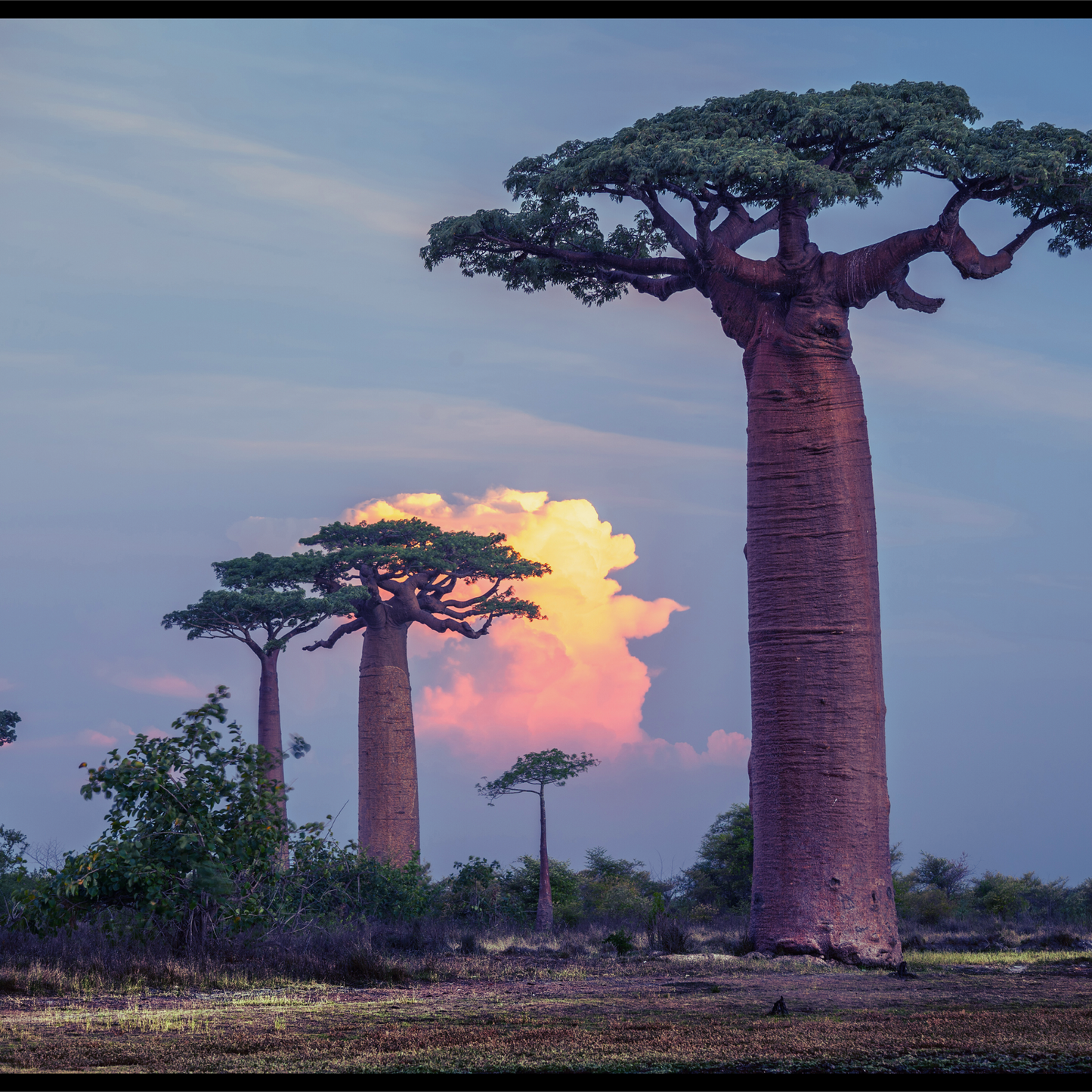 Baobab oil-Adansonia digitata