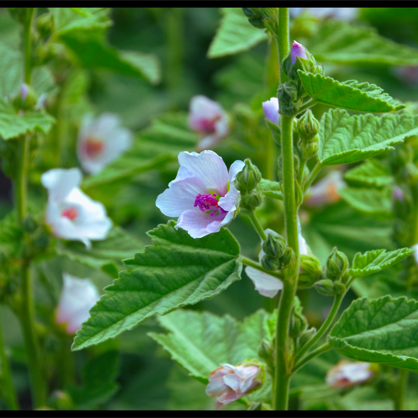 Marshmallow infused oil-Althea officinalis