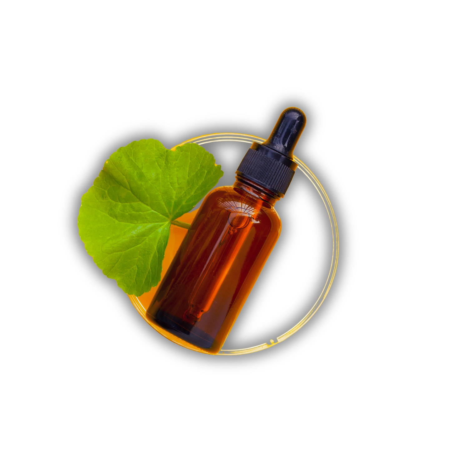 Gotu kola oil - centella asiatica