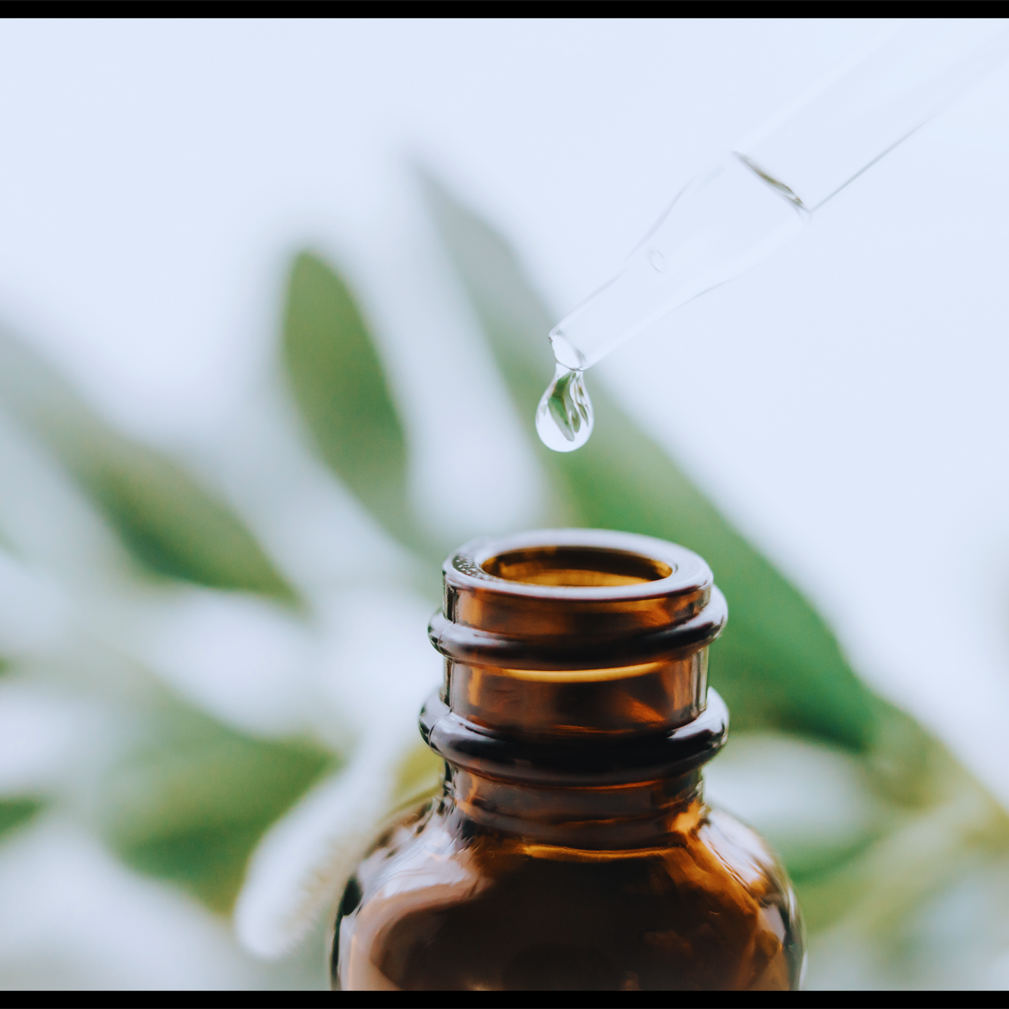 Cajeput essential oil  - Melaleuka cajuputi