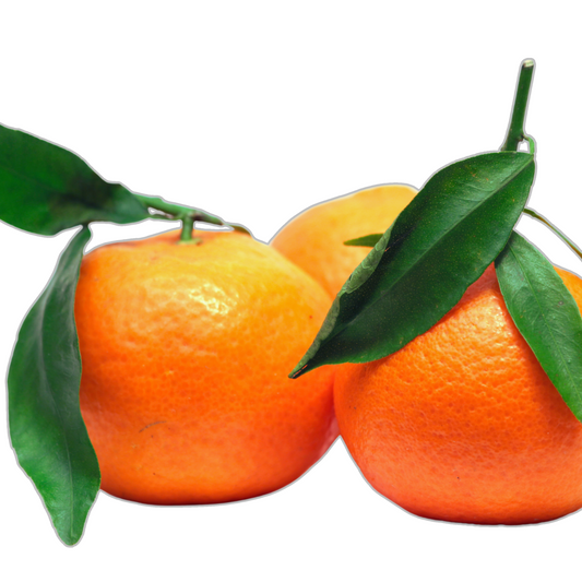 Clementine essential oil-Citrus x clementina