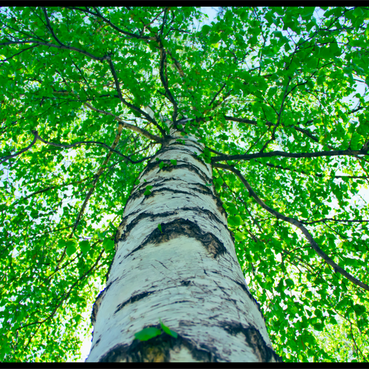 Sweet birch essential oil-Betula lenta